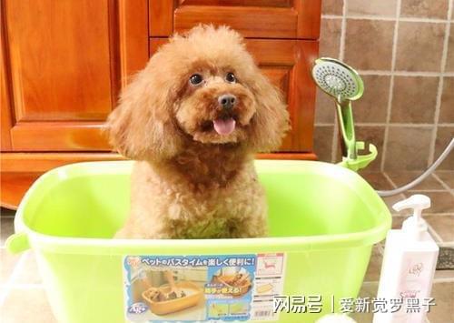 泰迪要斷尾多少錢_泰迪要斷尾巴的時(shí)間_泰迪為什么要斷尾
