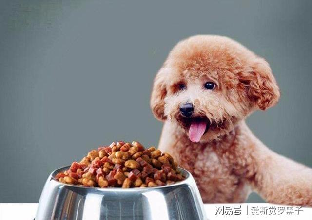 泰迪為什么要斷尾_泰迪要斷尾多少錢_泰迪要斷尾巴的時(shí)間