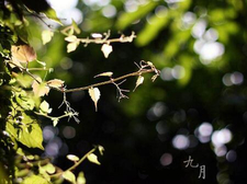 狗寶寶最忌哪個月生 2018狗年生寶寶最忌諱幾月