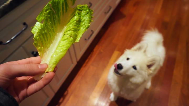 可以給狗狗吃萵苣和生菜嗎？寵物犬能吃萵苣和生菜么？