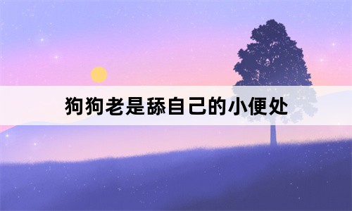 狗狗老是舔自己的小便處