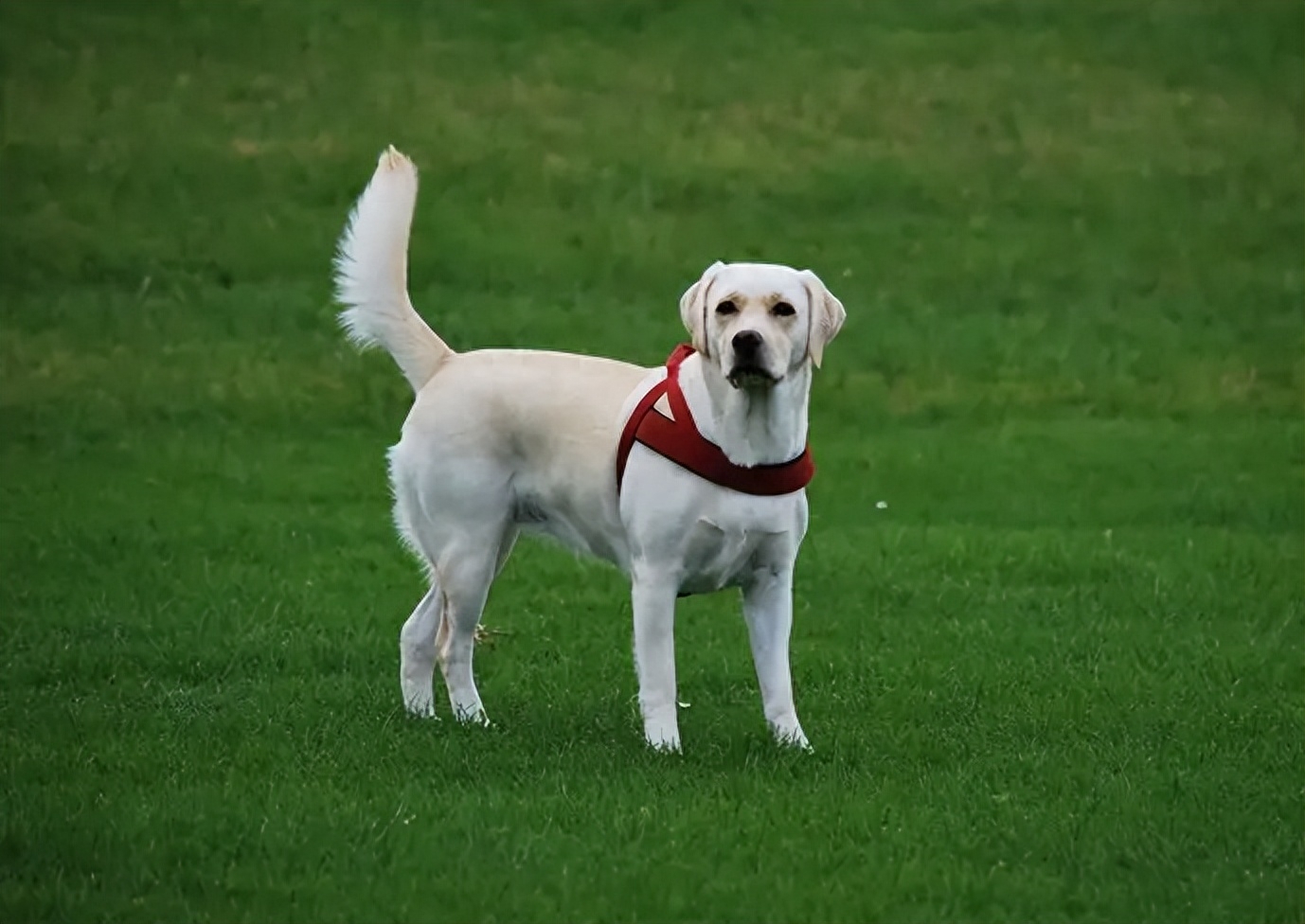 告訴你一個秘密：養狗，最好養拉布拉多犬