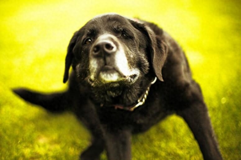拉布拉多犬最佳訓(xùn)練期_拉布拉多中華田園犬_拉布拉多尋回犬
