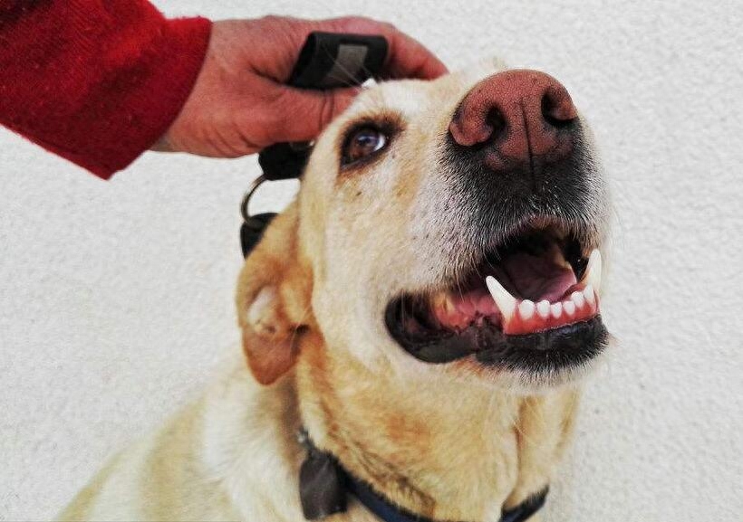 拉布拉多犬最佳訓(xùn)練期_拉布拉多尋回犬_拉布拉多中華田園犬