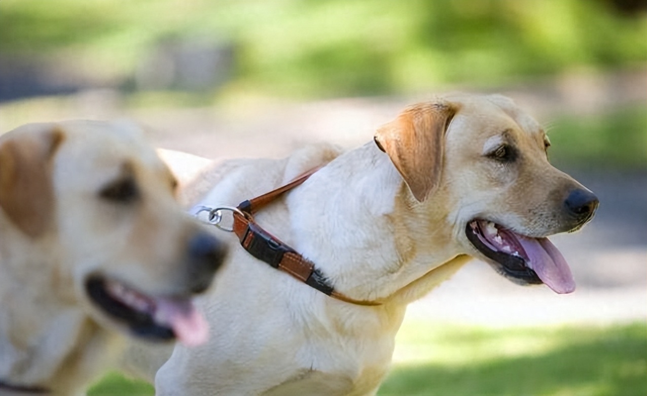 拉布拉多中華田園犬_拉布拉多犬最佳訓(xùn)練期_拉布拉多尋回犬