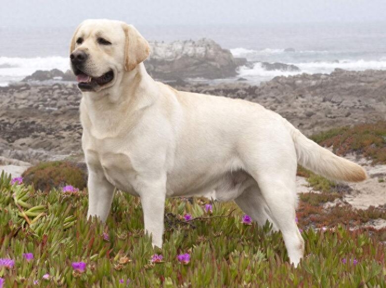 拉布拉多犬最佳訓(xùn)練期_拉布拉多尋回犬_拉布拉多中華田園犬
