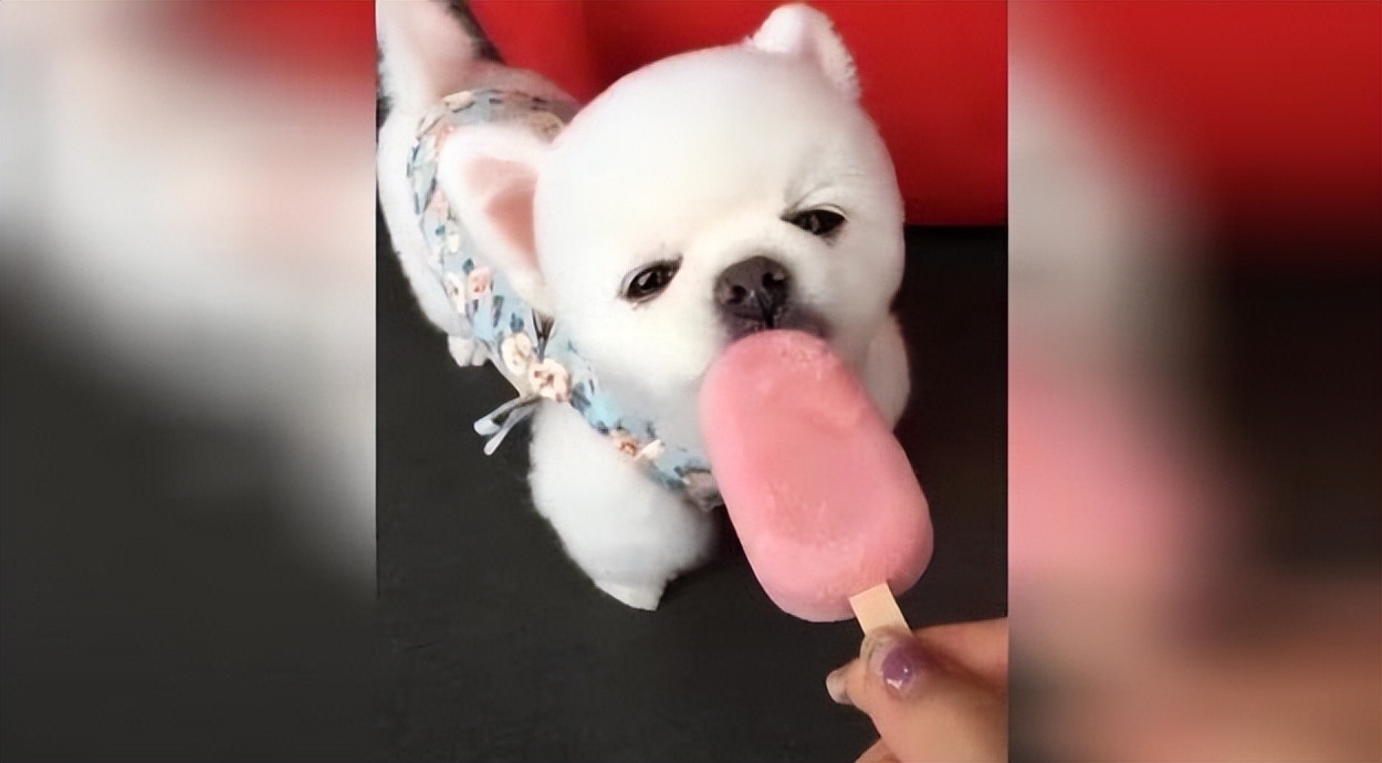 巧克力給狗吃有毒嗎_狗狗吃了巧克力怎么辦_給狗狗吃巧克力