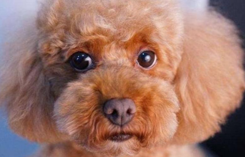 泰迪串串長大的樣子（詳解泰迪犬的特征和飼養的注意事項）