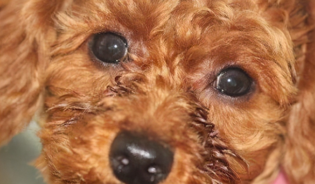 泰迪串串長大的樣子（詳解泰迪犬的特征和飼養的注意事項）