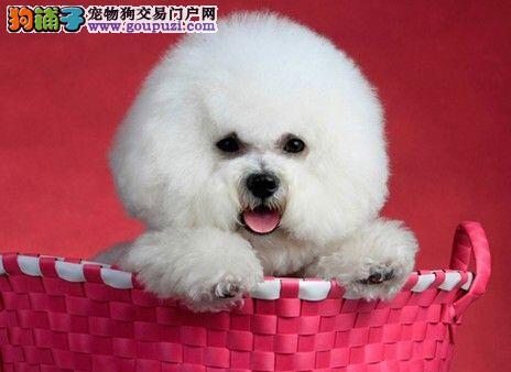公開了解比熊犬做絕育手術(shù)的三大好處