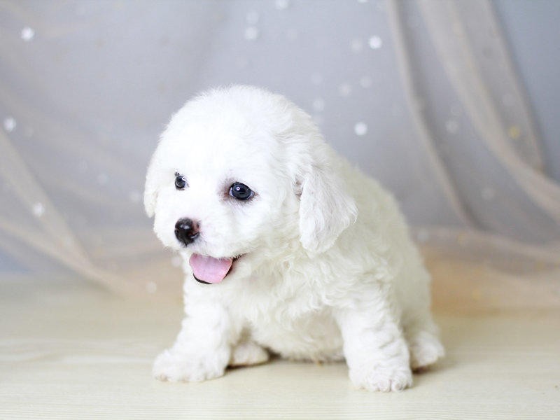 視頻看狗、比熊幼犬、三針做齊可看父母、免費送狗上門