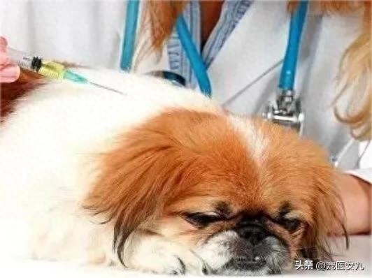 狗狗疫苗到底該怎么選擇？怎么打？看這一篇全解答