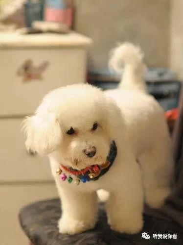比熊幼犬吃什么狗糧 飼養寵物要“科學養寵”