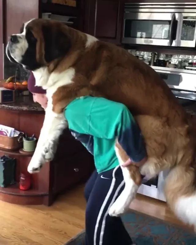 蘿卜湯狗可以喝嗎_狗能吃胡蘿卜嗎_蘿卜狗狗能不能吃