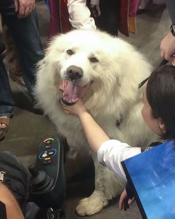 蘿卜狗狗能不能吃_狗能吃胡蘿卜嗎_蘿卜湯狗可以喝嗎