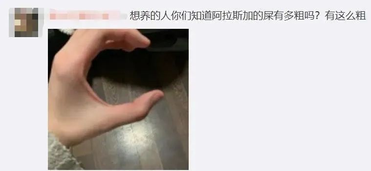 狗能吃胡蘿卜嗎_蘿卜狗狗能不能吃_蘿卜湯狗可以喝嗎