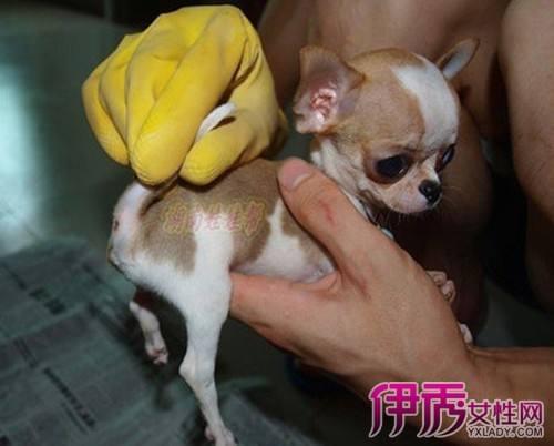擠肛門腺狗狗視頻教程_擠肛門腺的正確方法狗_怎么判斷狗需不需要擠肛門腺