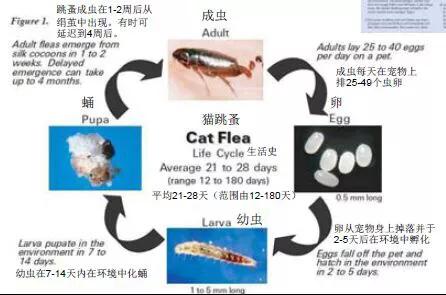 狗狗驅(qū)蟲體內(nèi)多久一次_狗狗體內(nèi)驅(qū)蟲多久一次_狗狗驅(qū)蟲體內(nèi)和體外有什么區(qū)別