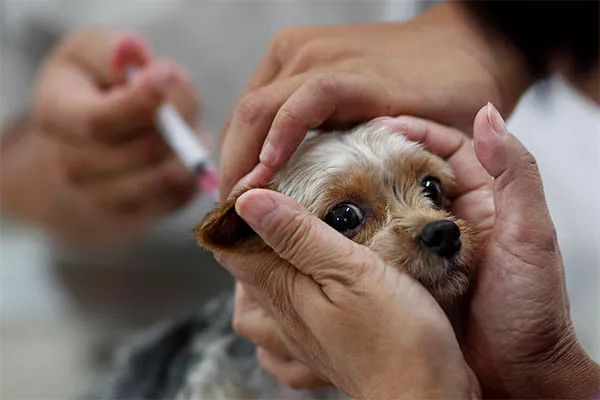 狗打狂犬疫苗多少錢_給狗打狂犬病疫苗_給狗打狂犬疫苗貴嗎