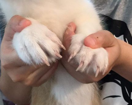 狗修指甲剪多少錢_指甲剪狗狗指甲鉗怎么用_狗指甲怎么剪