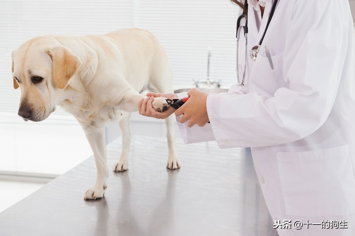 狗指甲怎么剪_指甲刀給狗剪指甲_狗修指甲剪多少錢