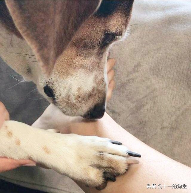 狗指甲怎么剪_狗剪指甲正確剪法_指甲刀給狗剪指甲