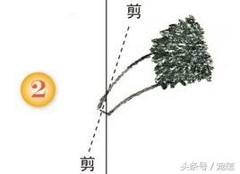 狗指甲怎么剪_指甲剪狗狗指甲鉗怎么用_用剪刀剪狗指甲
