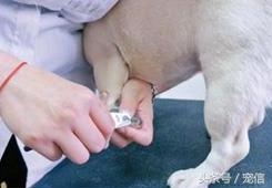 狗指甲怎么剪_用剪刀剪狗指甲_指甲剪狗狗指甲鉗怎么用