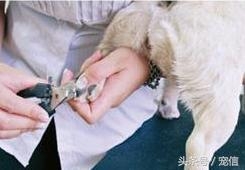 指甲剪狗狗指甲鉗怎么用_狗指甲怎么剪_用剪刀剪狗指甲