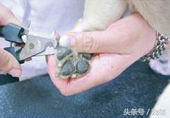 用剪刀剪狗指甲_狗指甲怎么剪_指甲剪狗狗指甲鉗怎么用