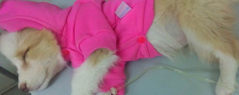 狗喘氣喘的很厲害怎么辦，可能得了肺炎需及時治療