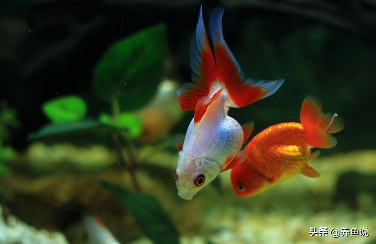 這是最便宜最好養的觀賞魚？新手都選它，你魚缸里養過這魚嗎？