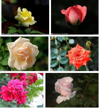 凈化室內空氣清涼花卉綠植推薦及養護知識