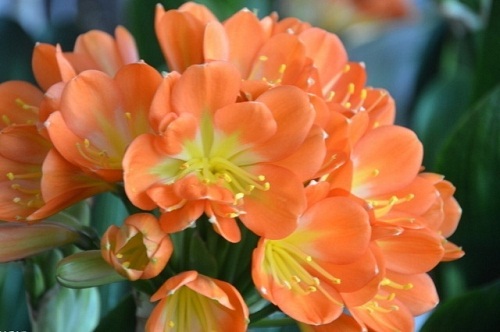 凈化室內(nèi)空氣清涼花卉綠植推薦及養(yǎng)護(hù)知識(shí)