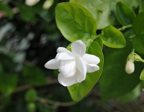 凈化室內(nèi)空氣清涼花卉綠植推薦及養(yǎng)護(hù)知識(shí)