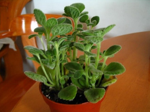 凈化室內(nèi)空氣清涼花卉綠植推薦及養(yǎng)護(hù)知識(shí)