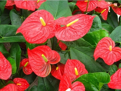凈化室內(nèi)空氣清涼花卉綠植推薦及養(yǎng)護(hù)知識(shí)