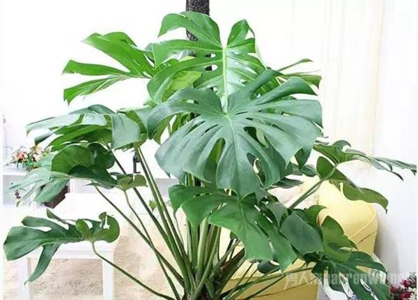 凈化二手煙的室內植物 種上這4種 家里有老煙鬼都不怕