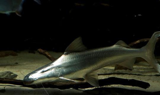 世界十大最兇猛淡水魚，我國特有剛滅絕（上）