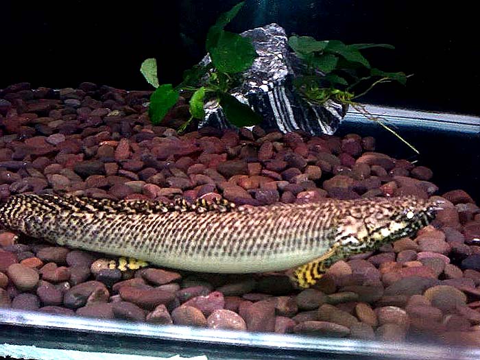 大花恐龍魚
