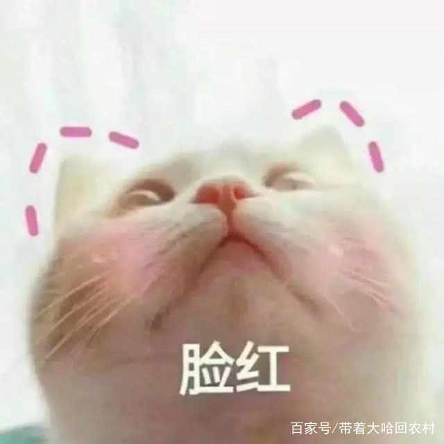 養(yǎng)貓的6個好處，看完我自己都被感動了