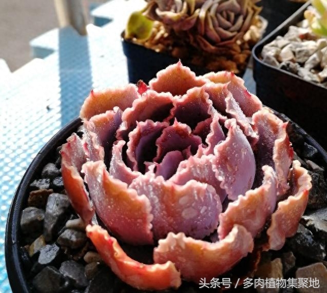 多肉移盆后多久施肥_紫牡丹多肉施肥_多肉怎么施肥才能更旺盛