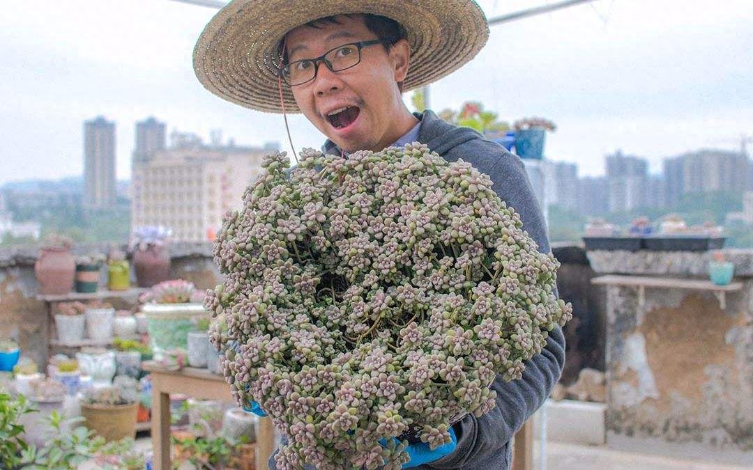 旺盛施肥多肉才能開花嗎_多肉怎么施肥才能更旺盛_旺盛施肥多肉才能生根嗎