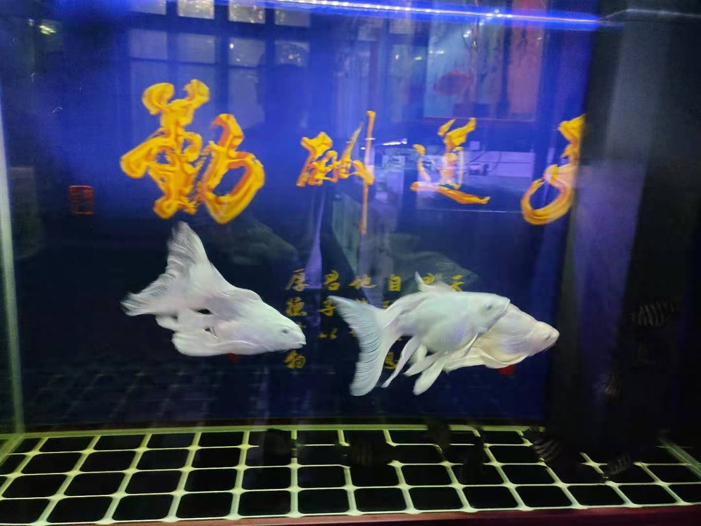 觀賞魚(yú)養(yǎng)殖技術(shù)大全書(shū)_觀賞魚(yú)養(yǎng)殖技術(shù)及方法大全_觀賞魚(yú)養(yǎng)殖方法和技巧