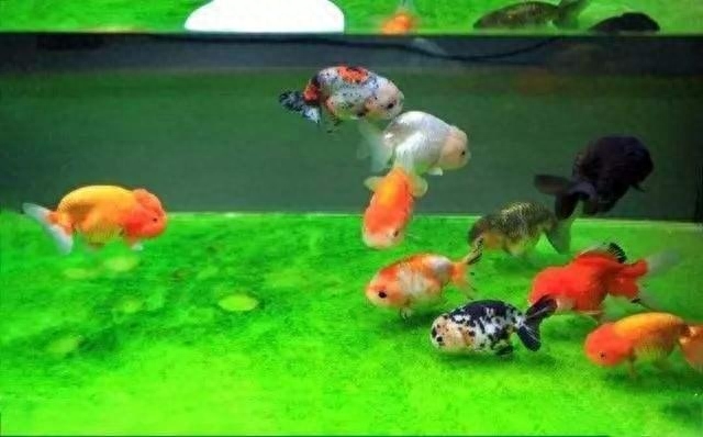 觀賞魚的養(yǎng)殖技術(shù)包括哪些方面_觀賞魚養(yǎng)殖技術(shù)及方法大全_觀賞魚養(yǎng)殖技術(shù)大全書