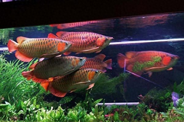 觀賞魚的養(yǎng)殖技術(shù)包括哪些方面_觀賞魚養(yǎng)殖技術(shù)大全書_觀賞魚養(yǎng)殖技術(shù)及方法大全