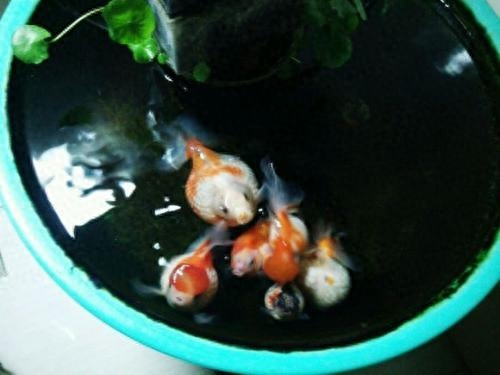 觀賞魚的養(yǎng)殖技術(shù)包括哪些方面_觀賞魚養(yǎng)殖技術(shù)及方法大全_觀賞魚養(yǎng)殖技術(shù)大全書
