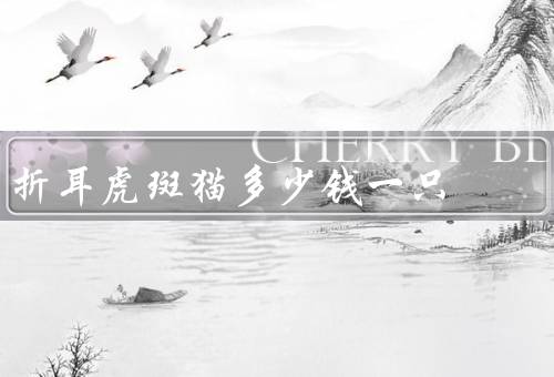 折耳虎斑貓多少錢一只，薩摩耶多少錢一只