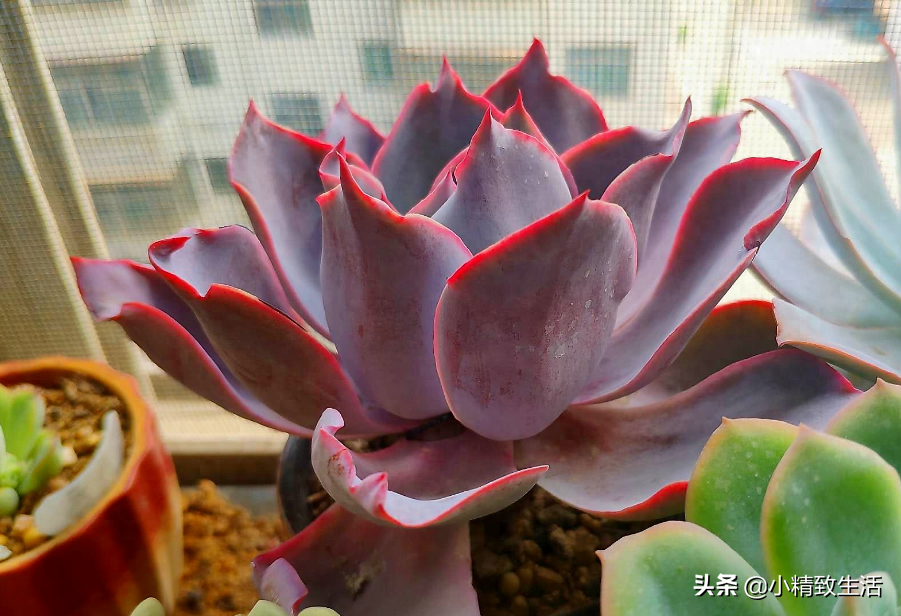多肉出錦是好還是壞_勞爾多肉養出多肉_多肉怎么出錦