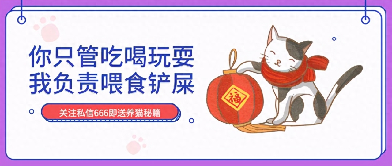 最受國人歡迎的5種貓，來看看你家養到了沒